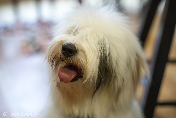 Bailey, the Tibetan Terrier - 2014